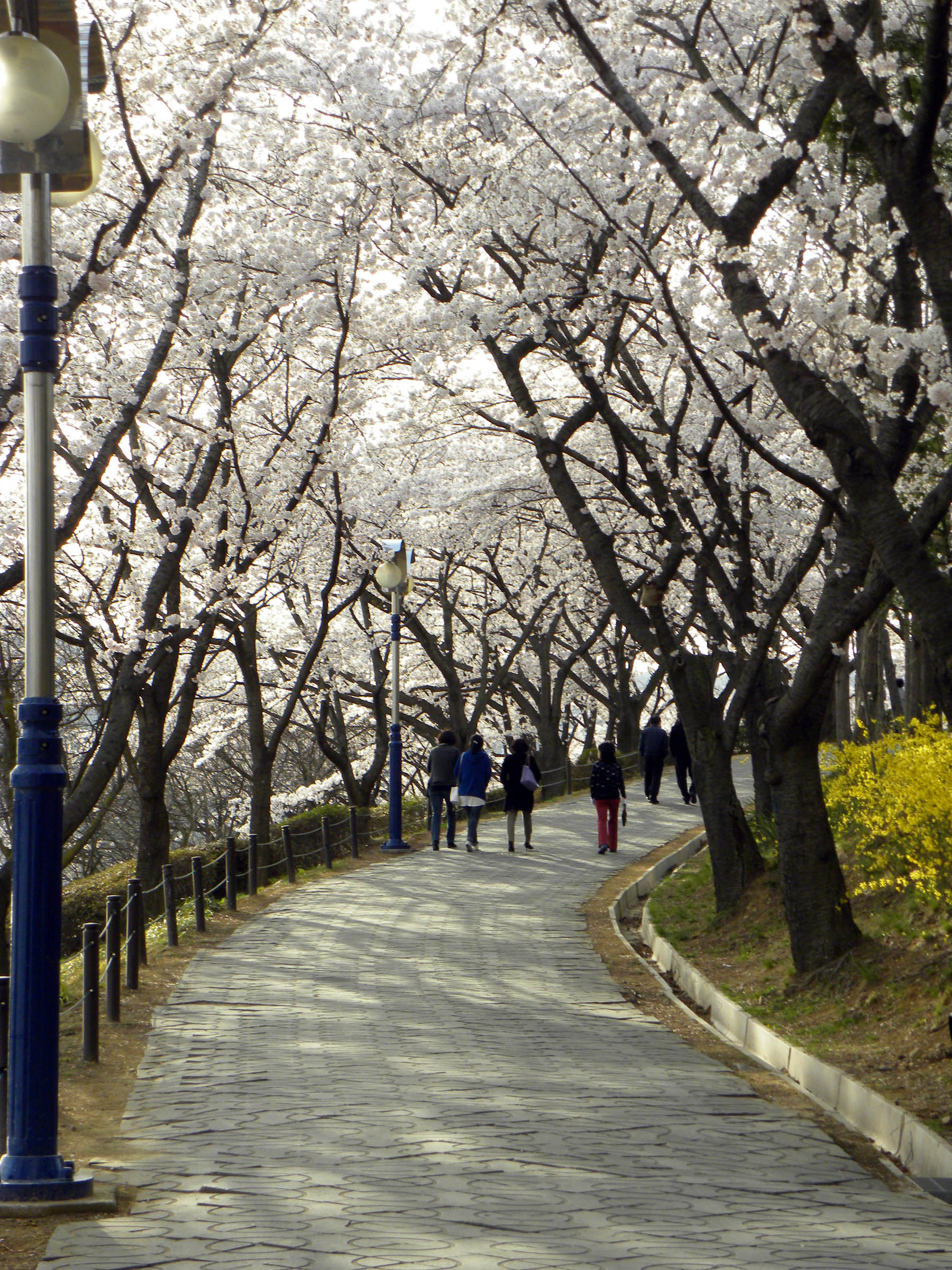 cherry-blossoms-2.jpg