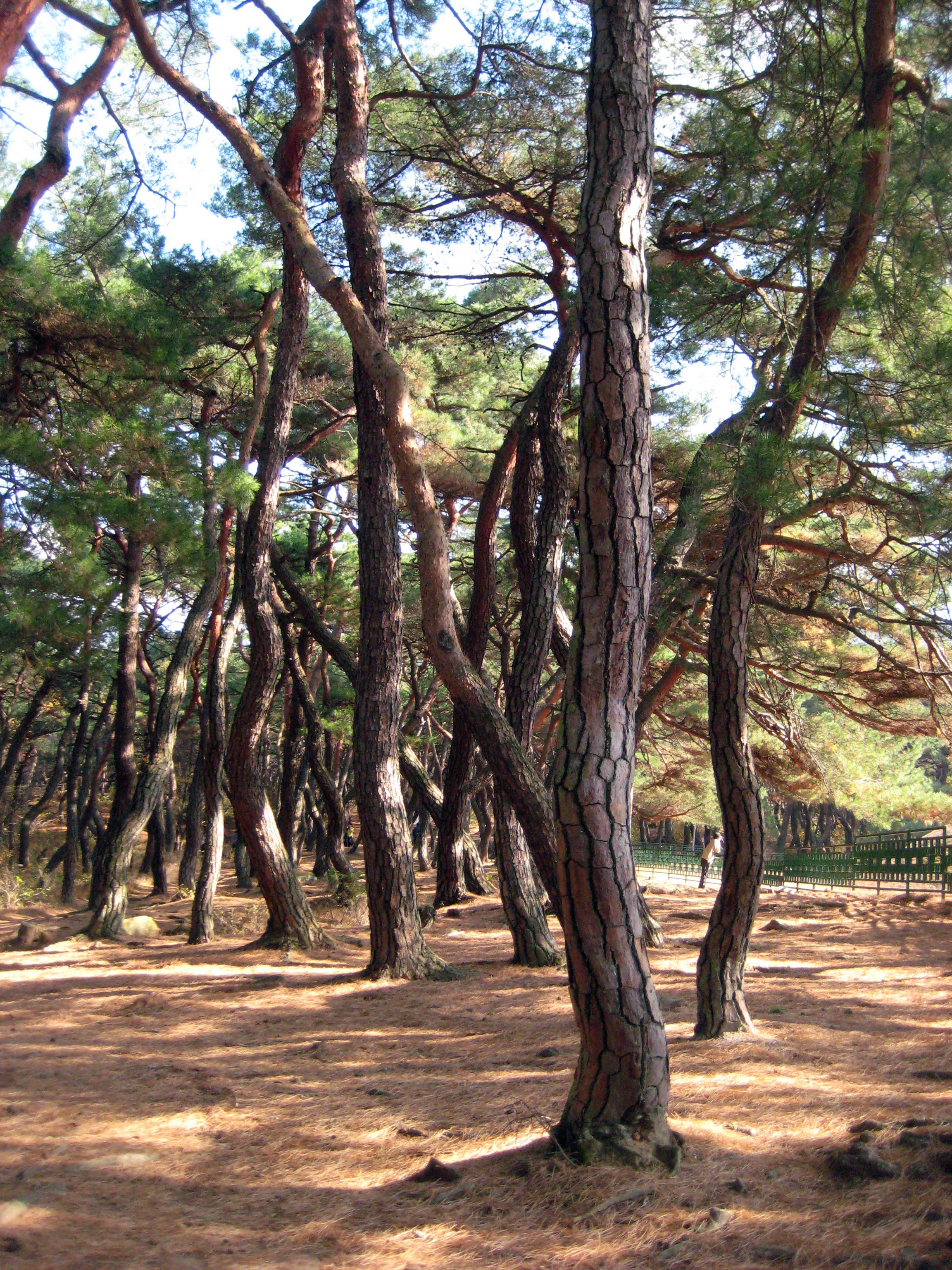 Namsan-mountain-in-Gyeongju-2.jpg