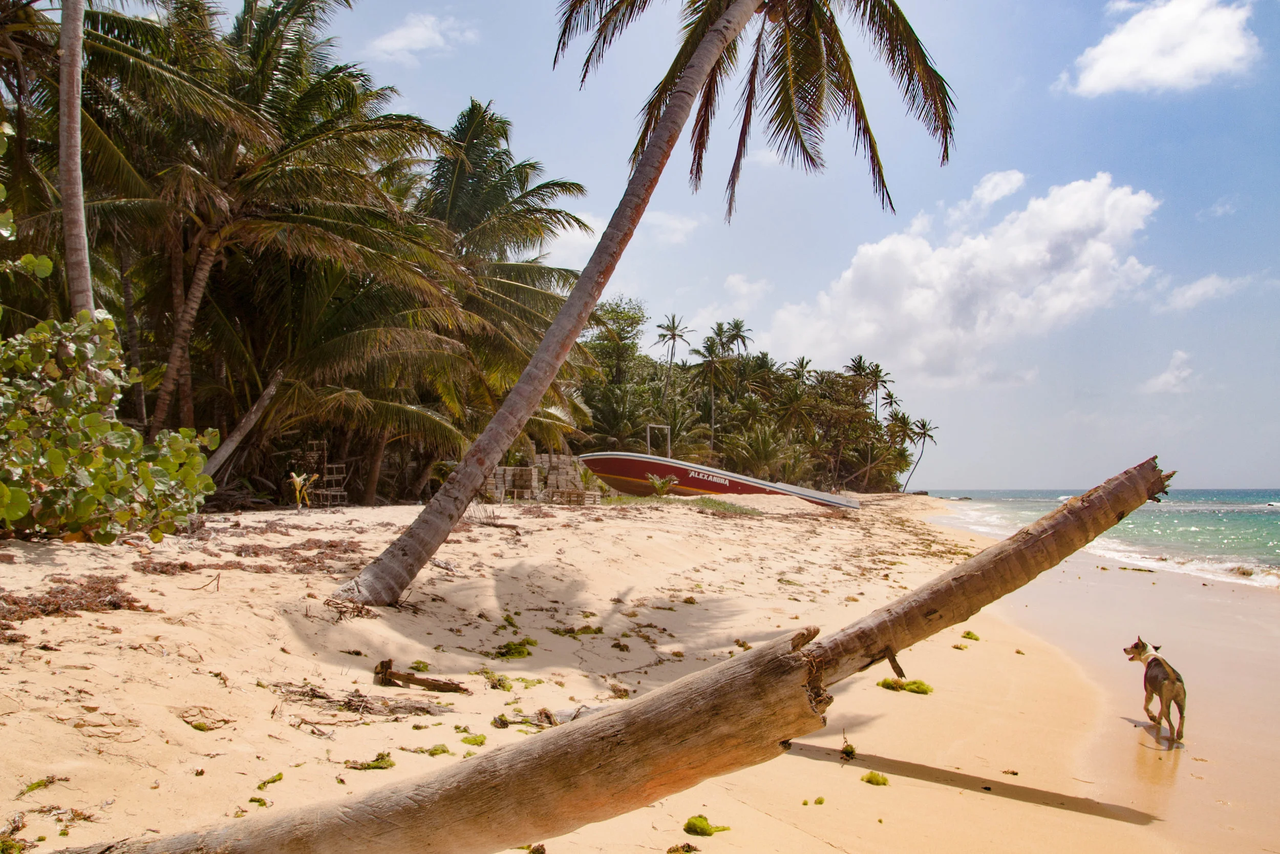 beach dog - little corn island, nicaragua