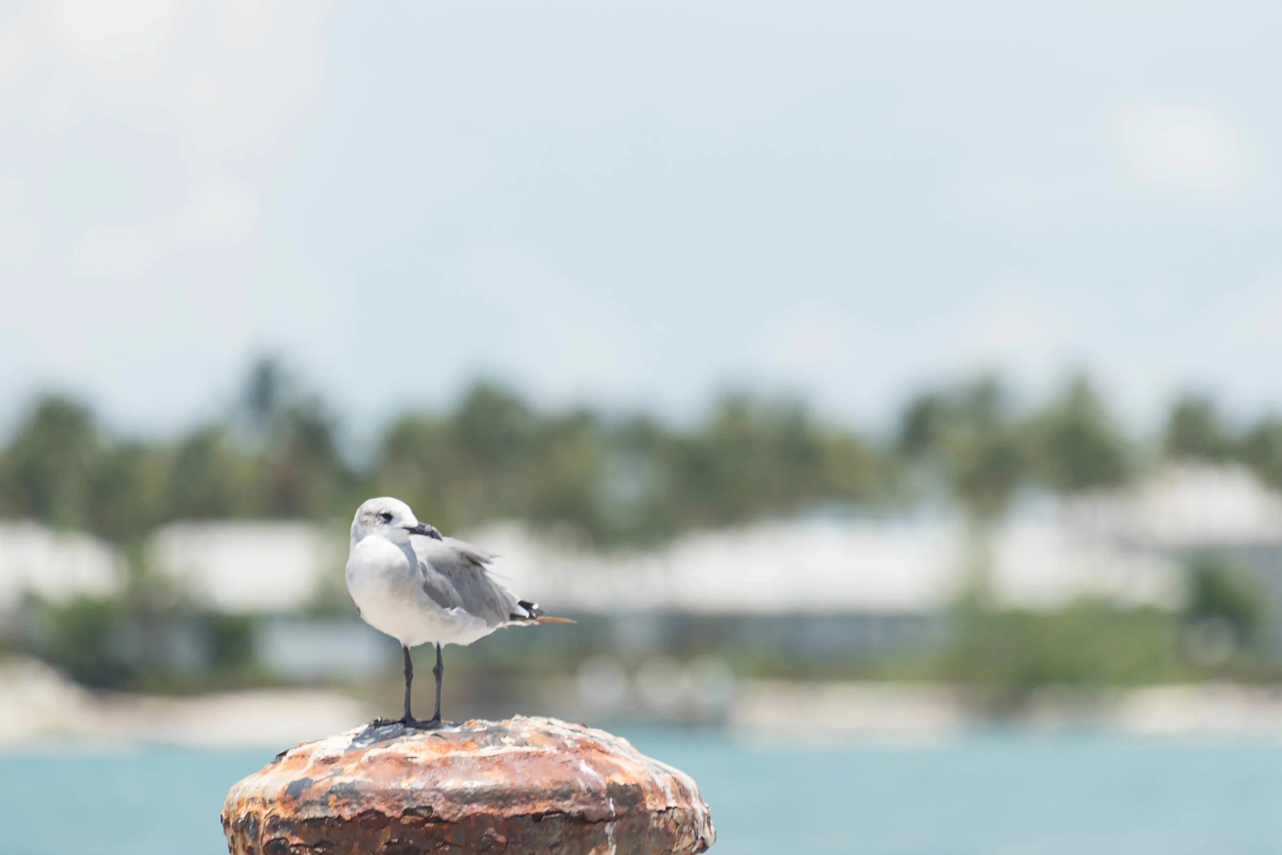 july 17, 2018 cruise ship dock - key west, florida