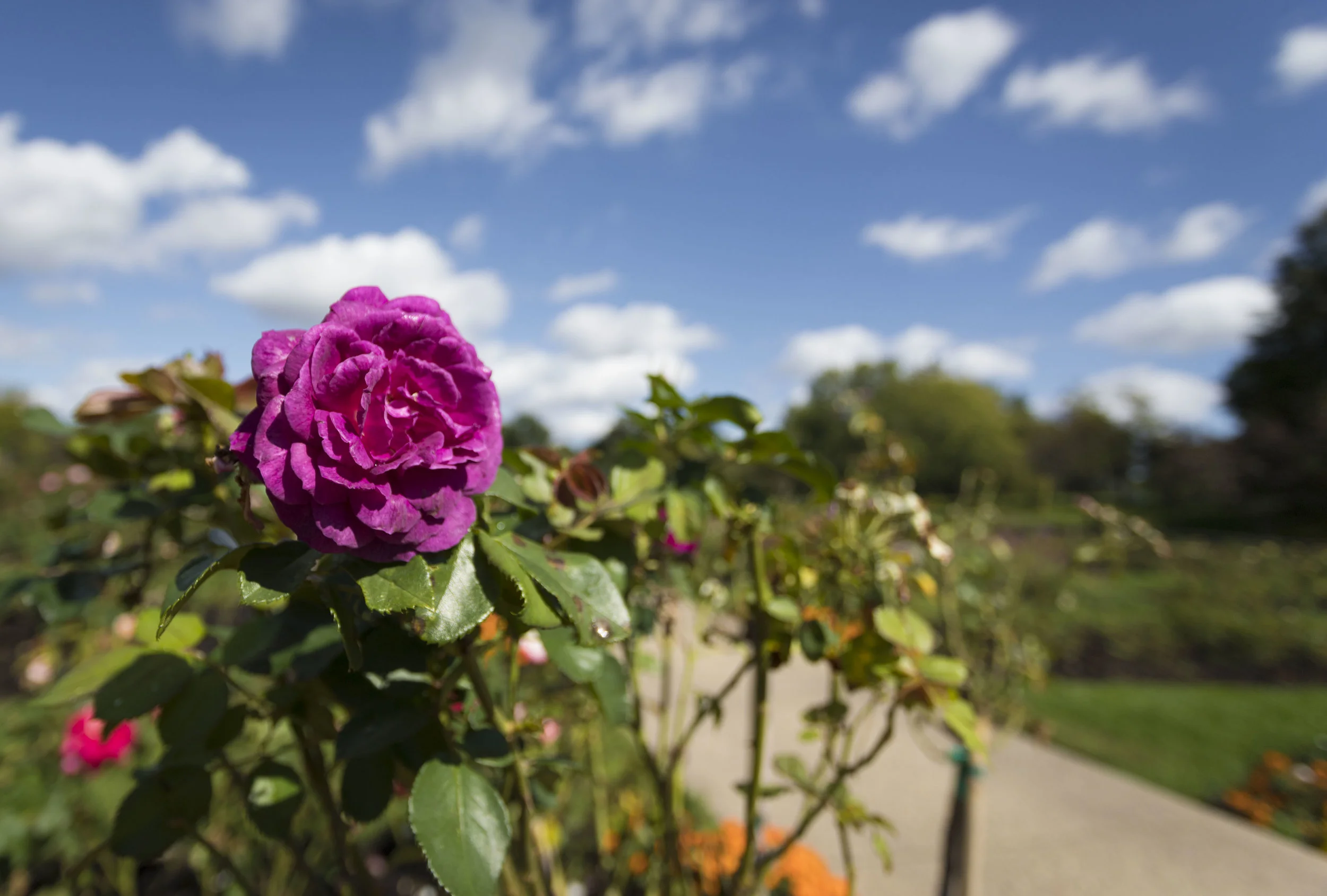 september 27, 2017 lyndale park rose garden - minneapolis, minnesota
