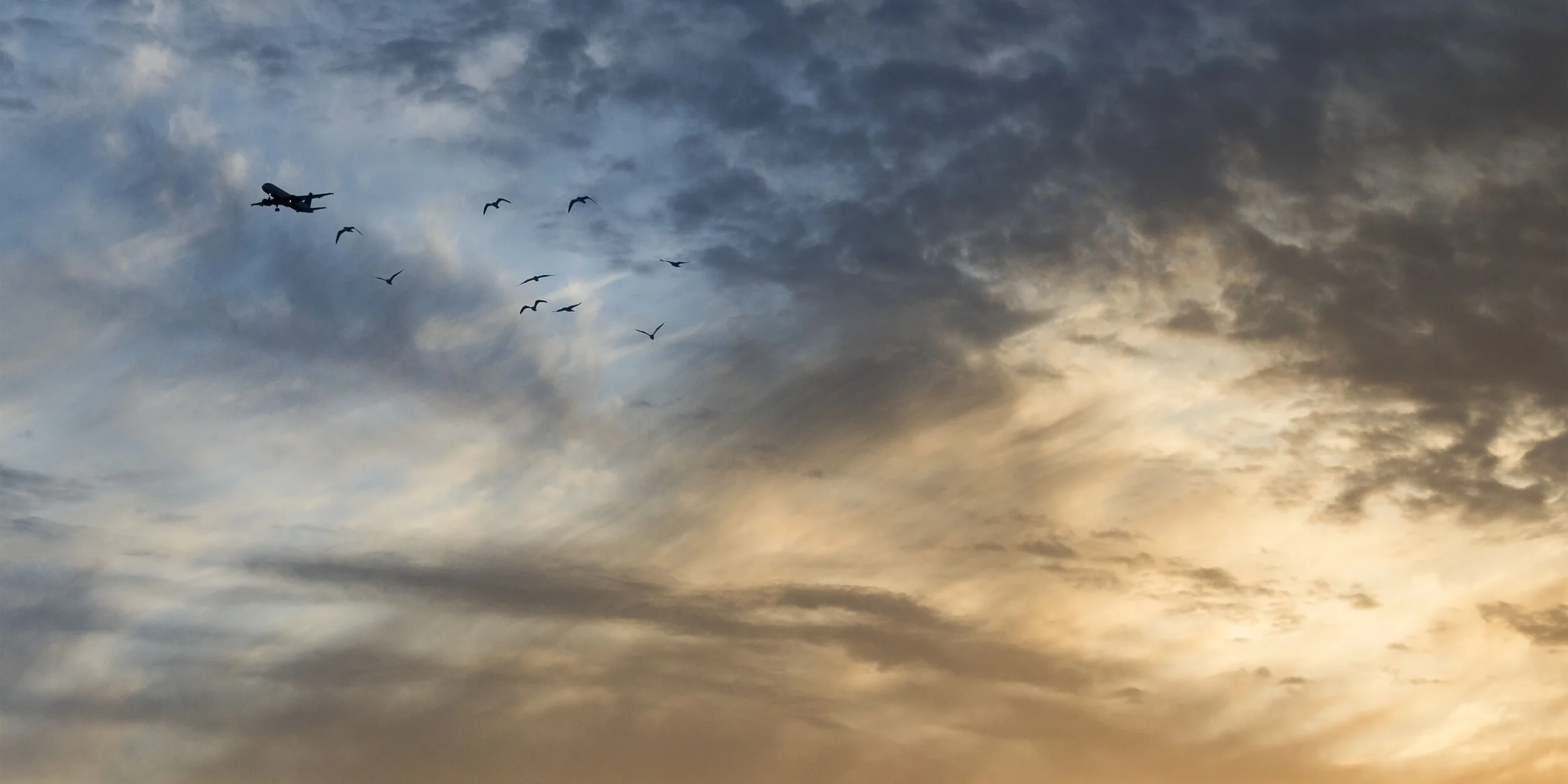 birds_of_a_feather_8x16_20180921.jpg