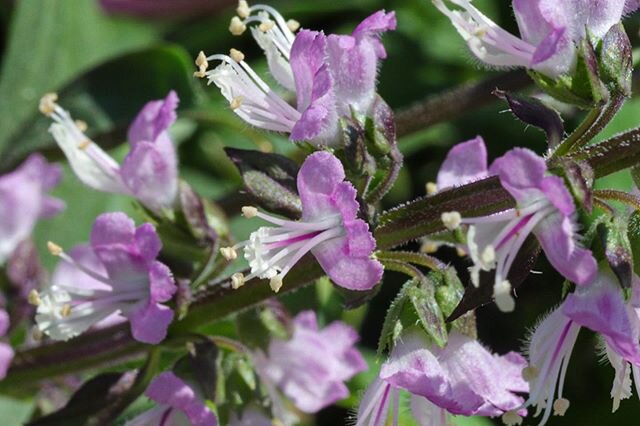 Playing around with my macro lens today. I&rsquo;m looking forward to flowers blooming outside, but I&rsquo;ll take these Thai basil flowers that were blooming inside 🌺🌺🌺
&bull;
&bull;
&bull;
&bull;
&bull;
#flowers #flowersofinstagram #flowers #th