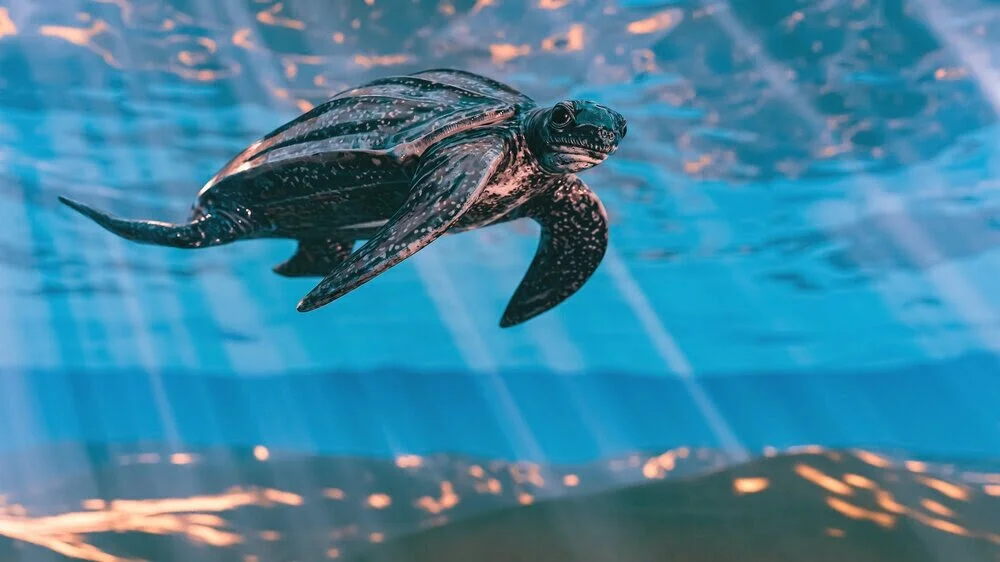 We’re Going to Costa Rica to Save Sea Turtles!