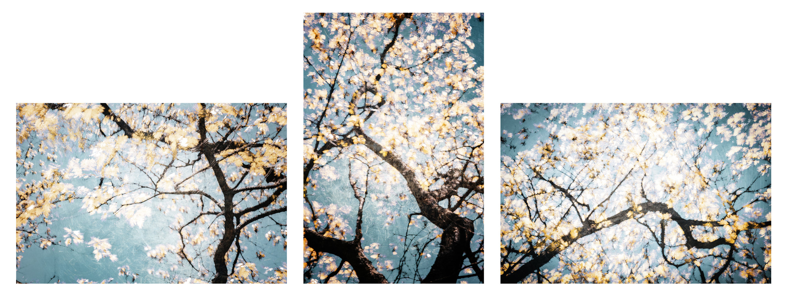 Spring Oak (Triptych)