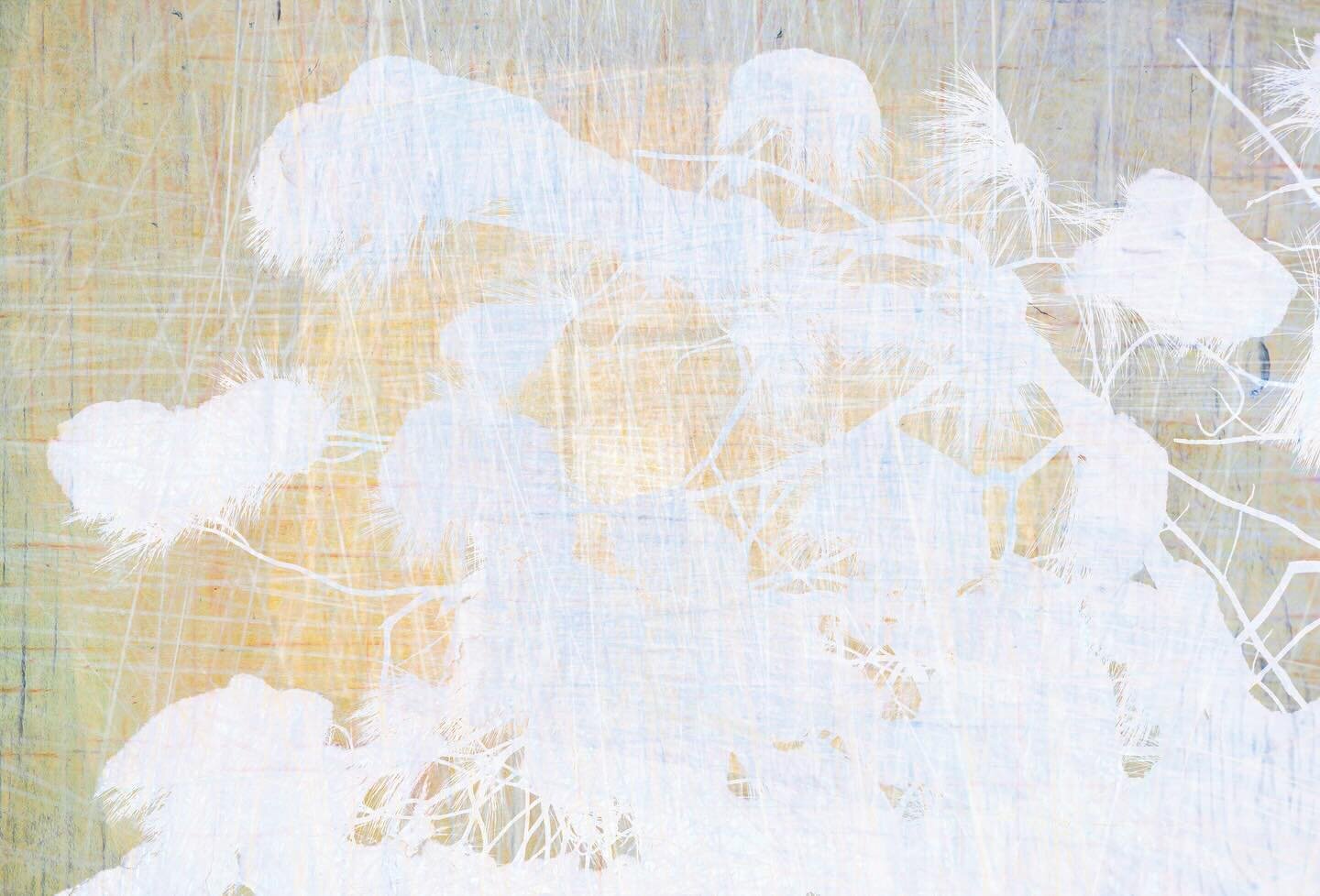 #snow on #pineneedles #abstractphotographyart #abstractphotography #multipleexposurephotography #cdnart #layeredphotography #nikon_canada #nikond850📷 #creativephotography #photocollageart #contemporaryart #canadianphotographers #whitepine #groupofse
