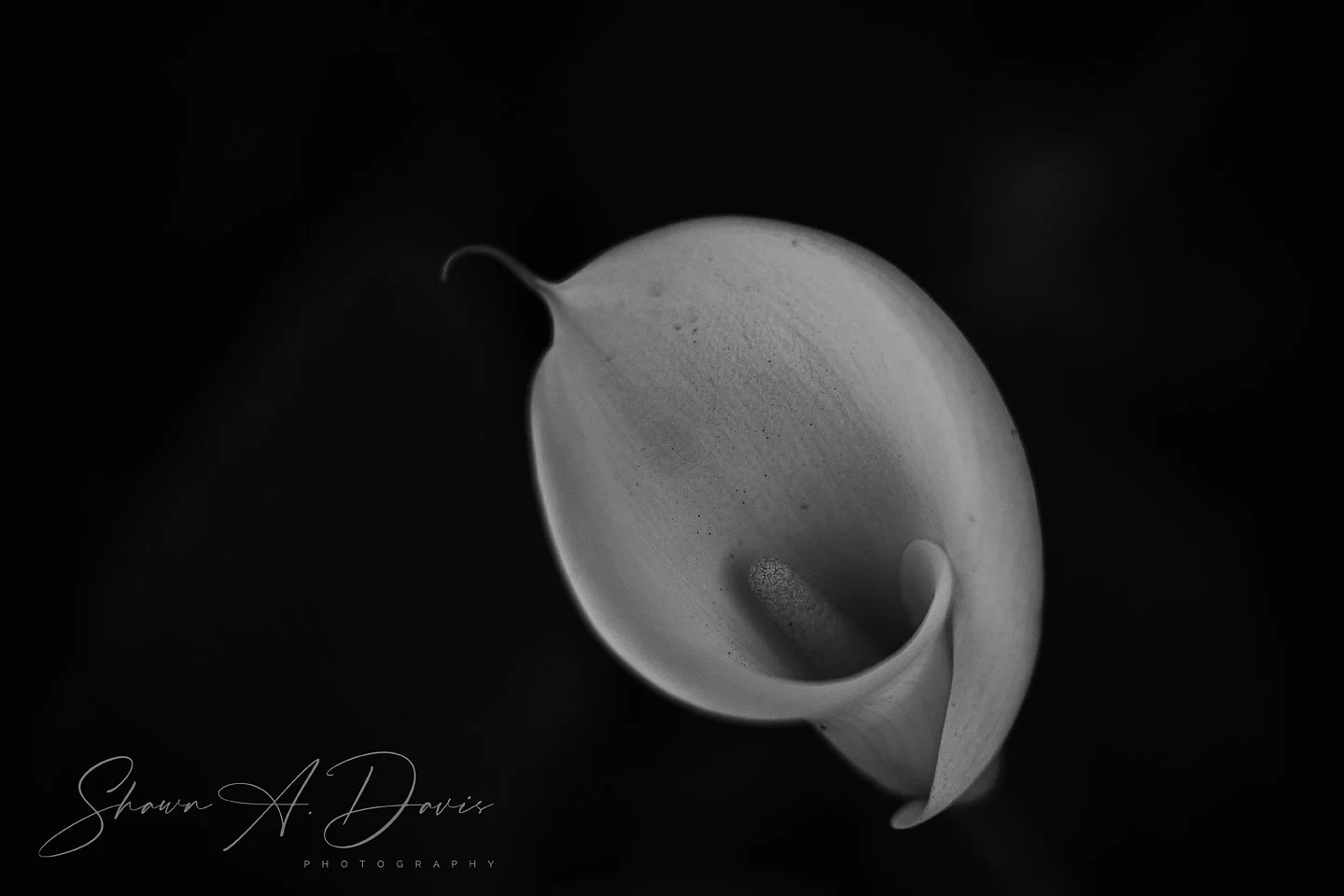 DSC00051 (FB 2048 PX) BW Signed.jpg