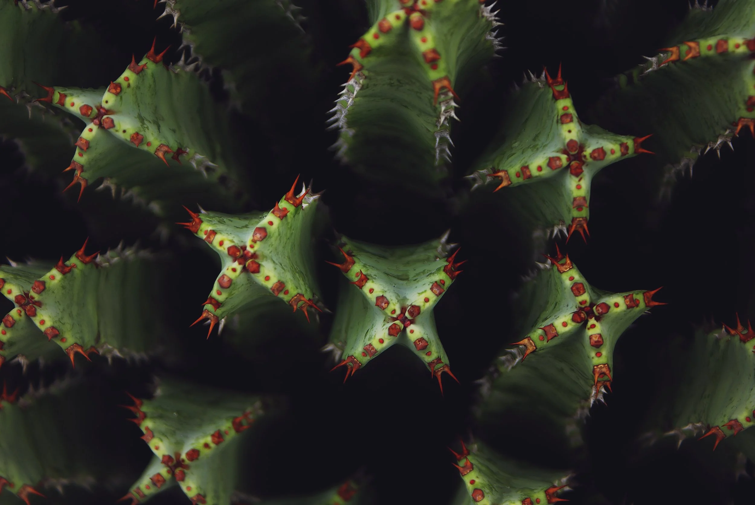 DSC03248 Cactus Project.jpg