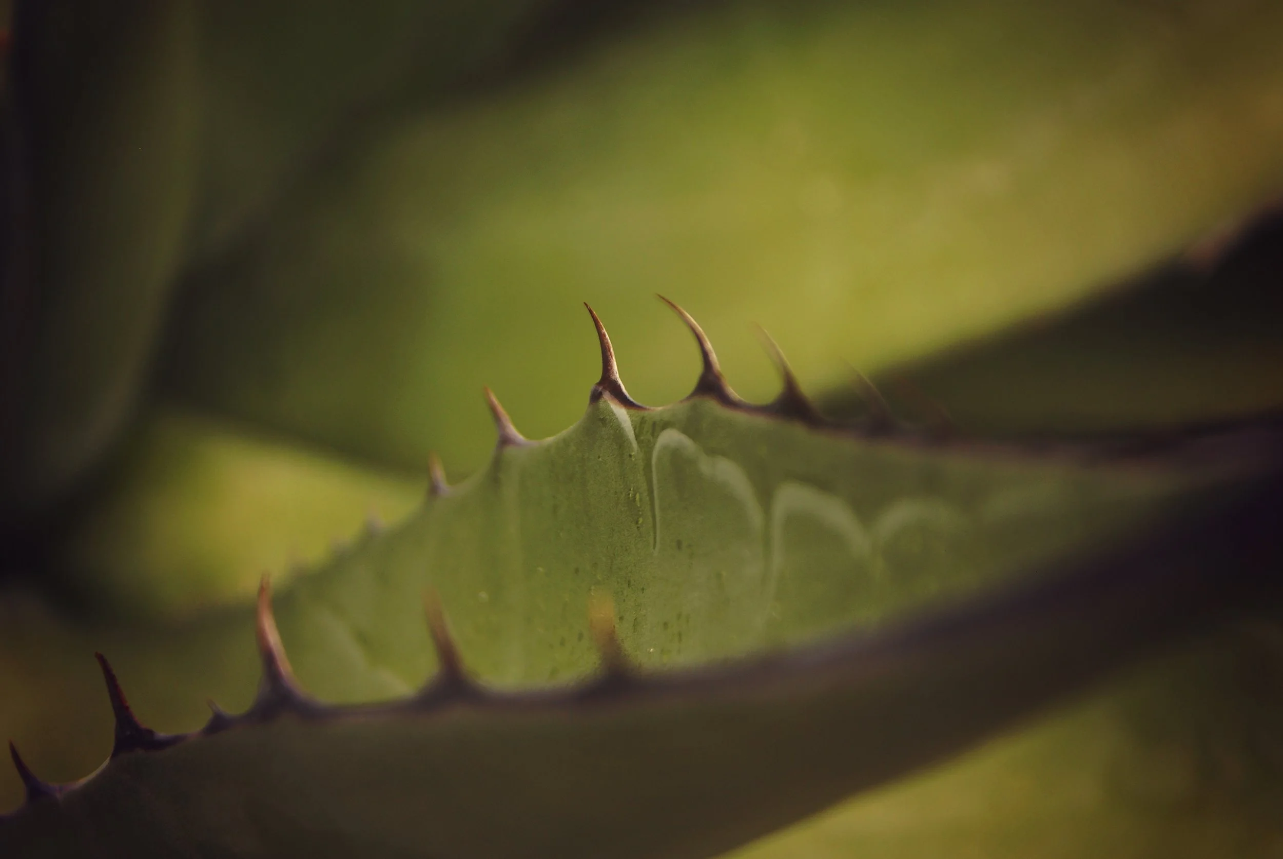 DSC03234 Cactus Project.jpg