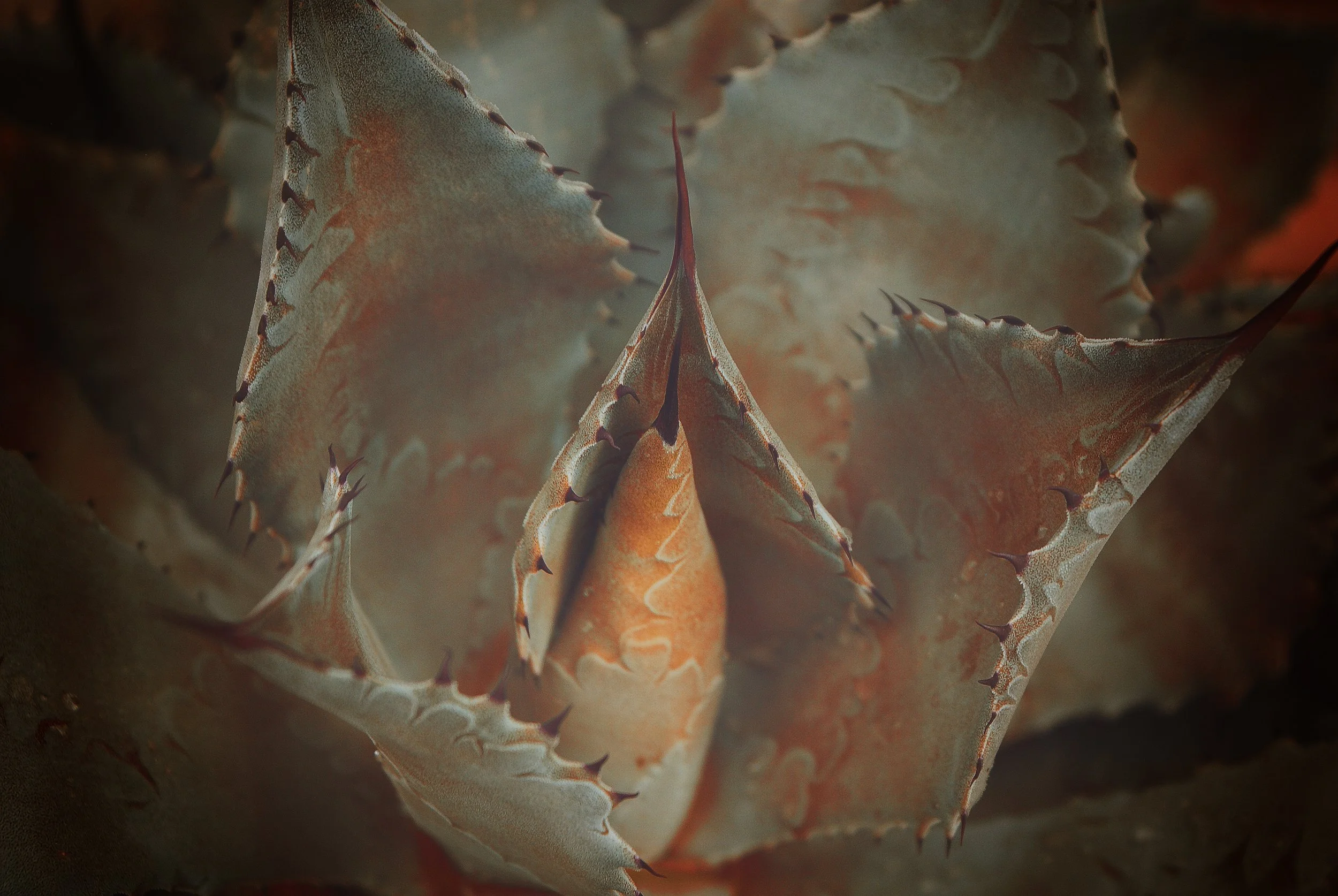 DSC03311 Cactus Project 2.jpg