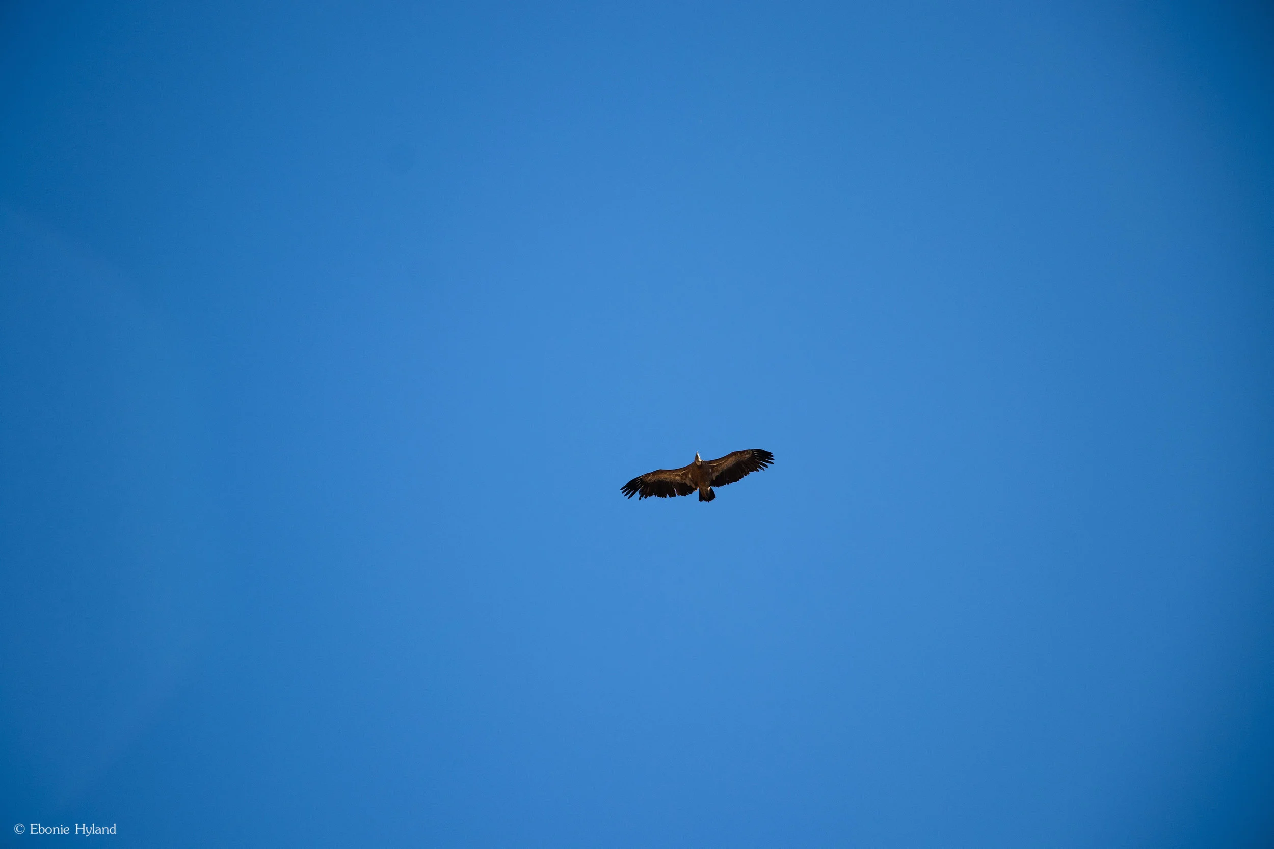 IMG_7812.jpg