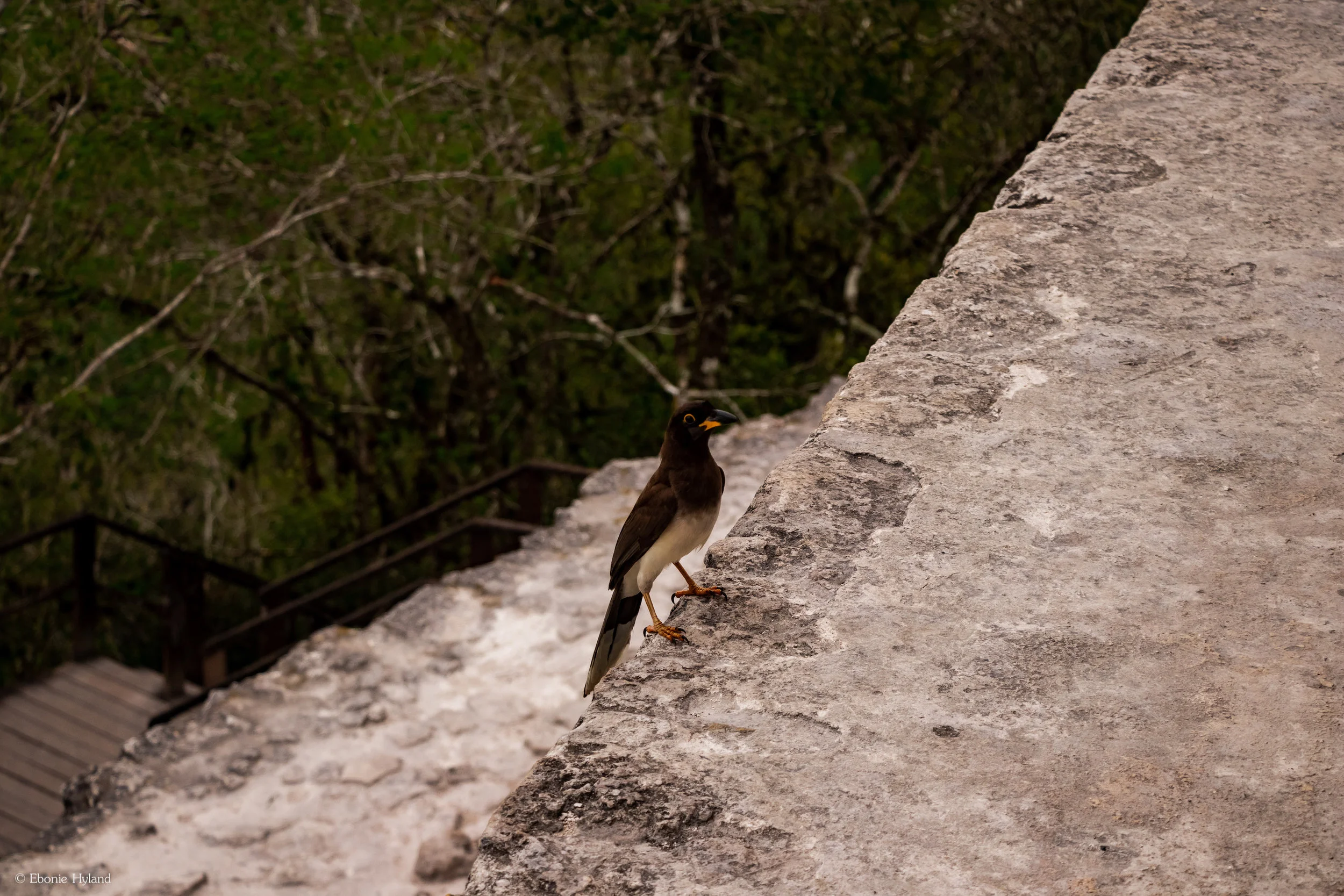 Tikal, Guatemala