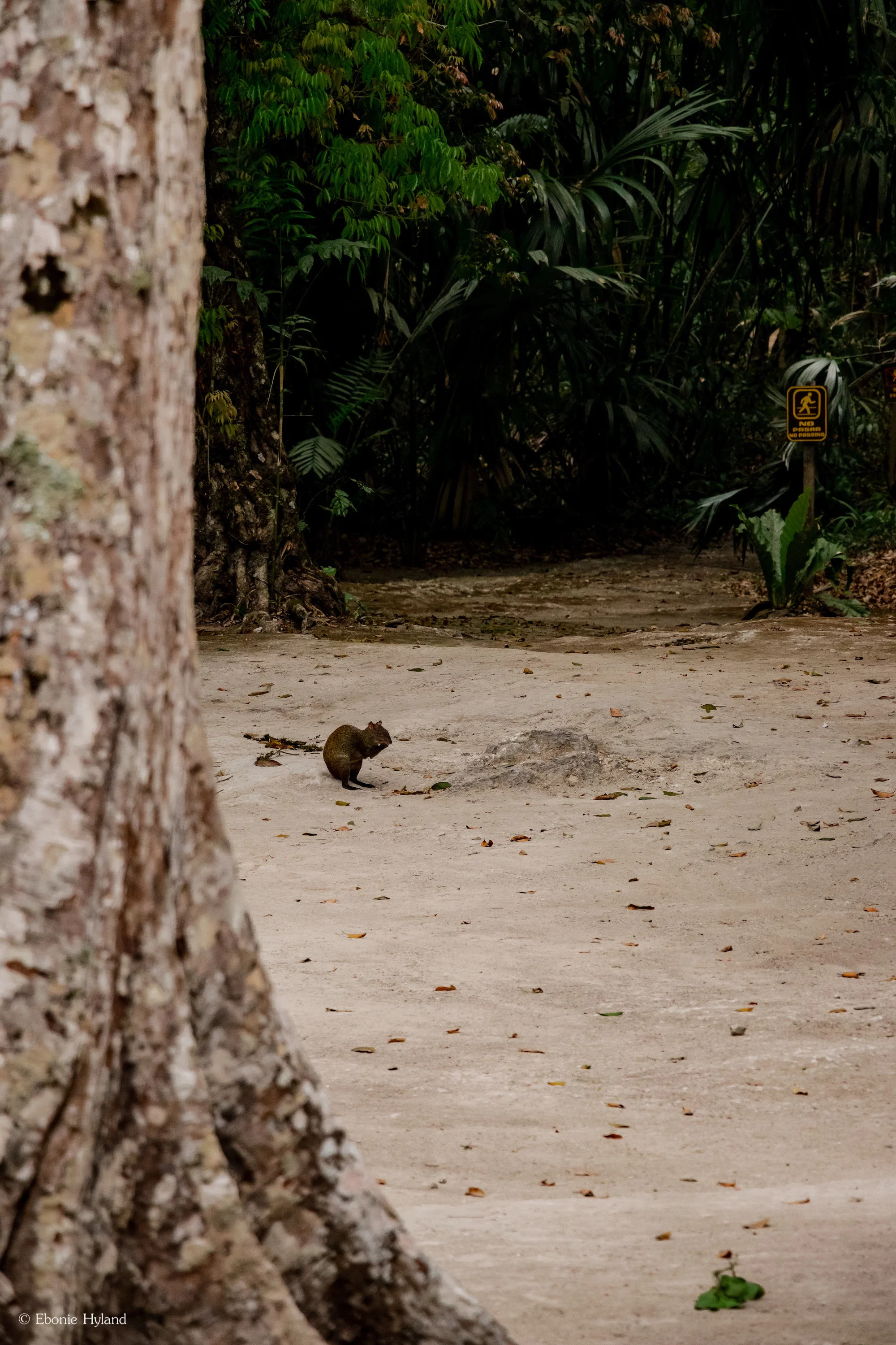 Tikal, Guatemala