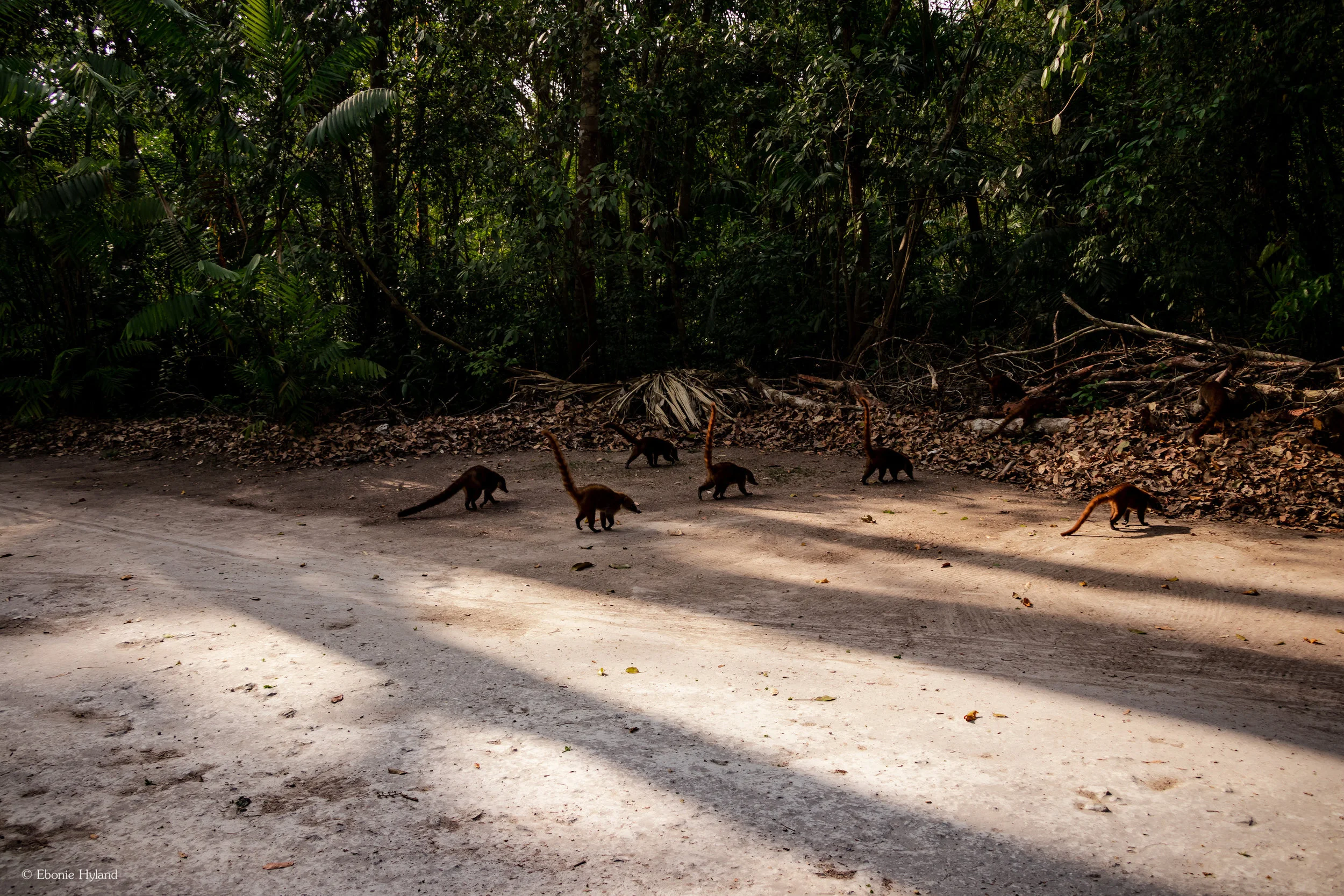 Tikal, Guatemala