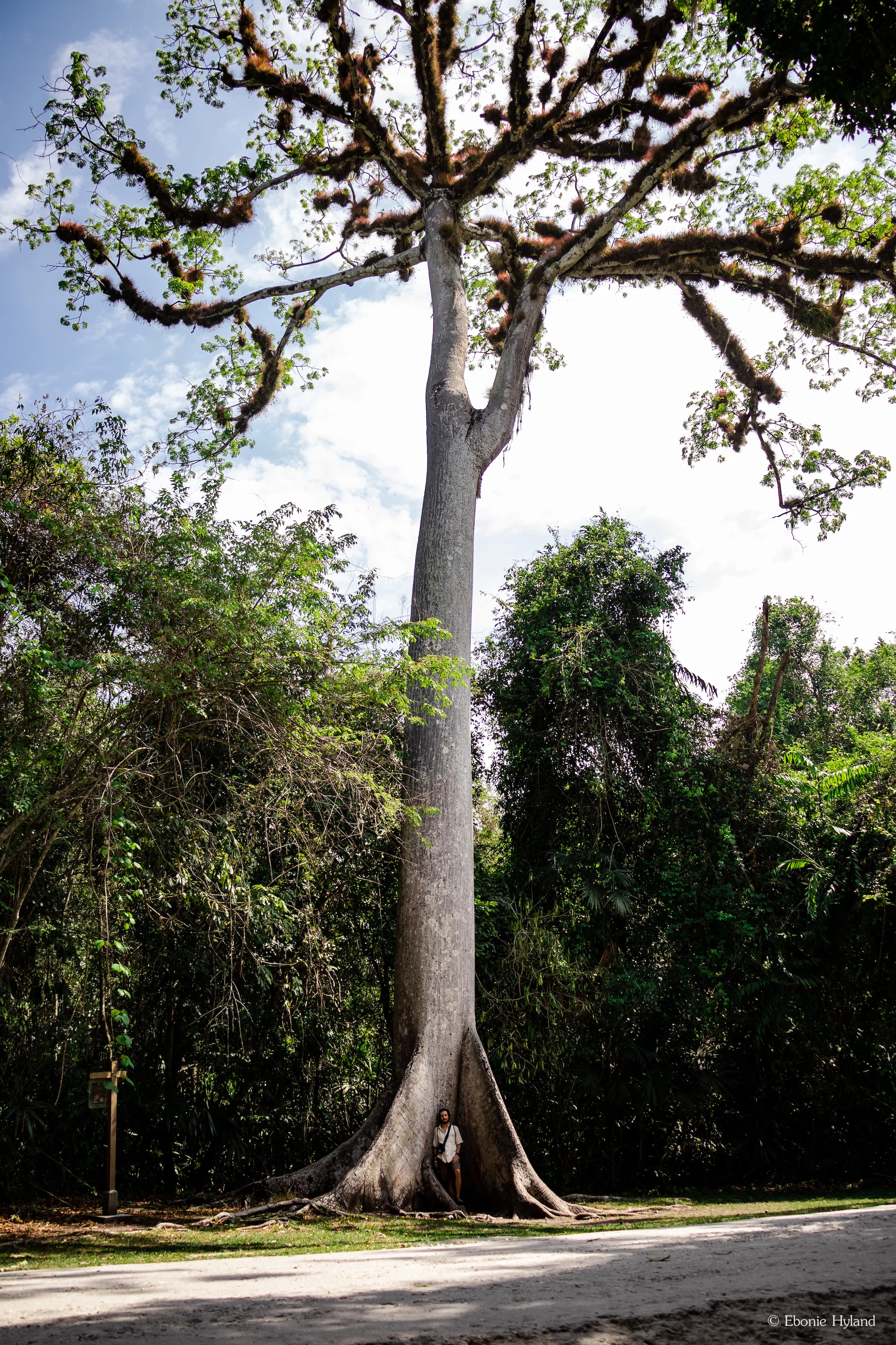 Tikal, Guatemala