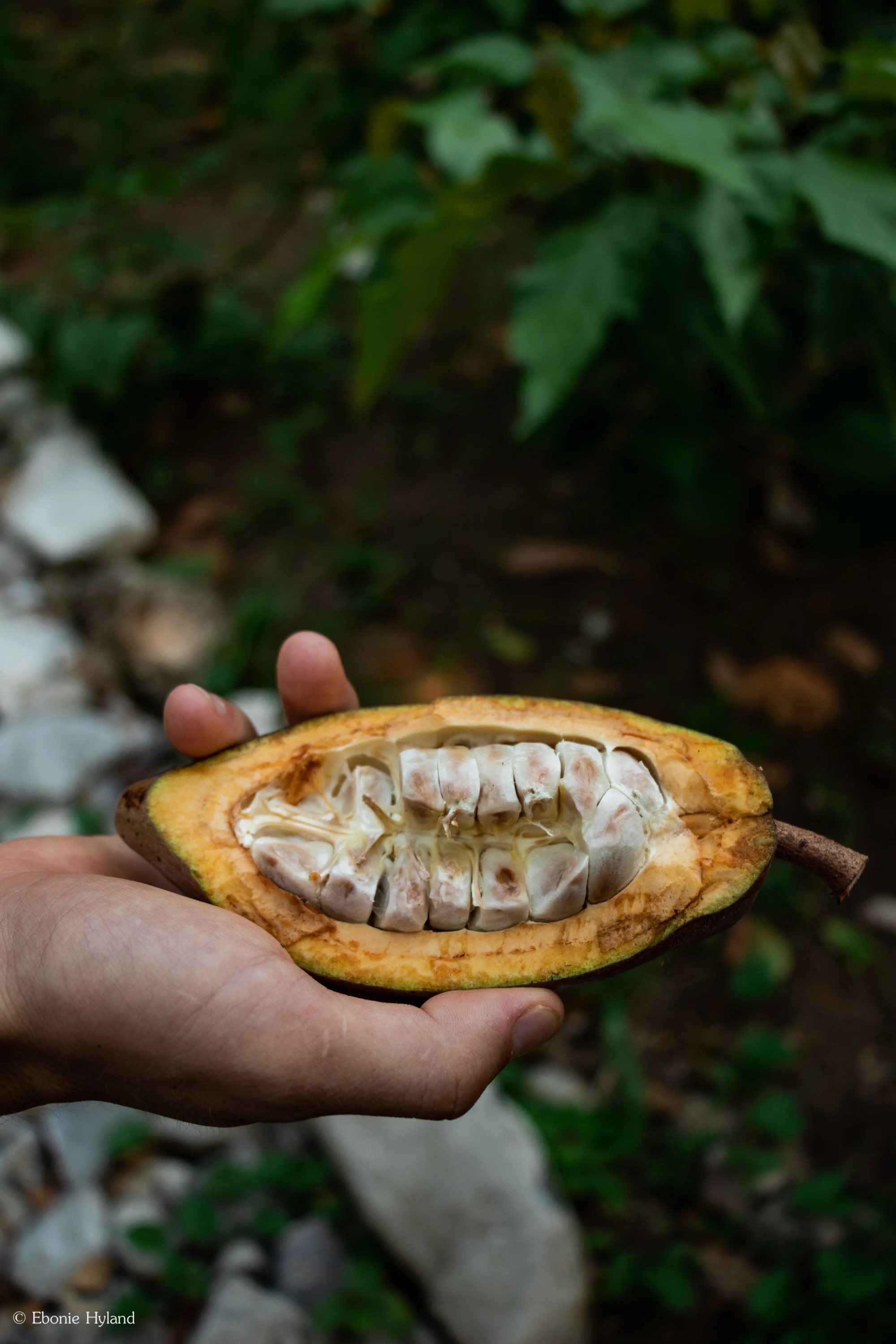 Semuc Champey, Guatemala