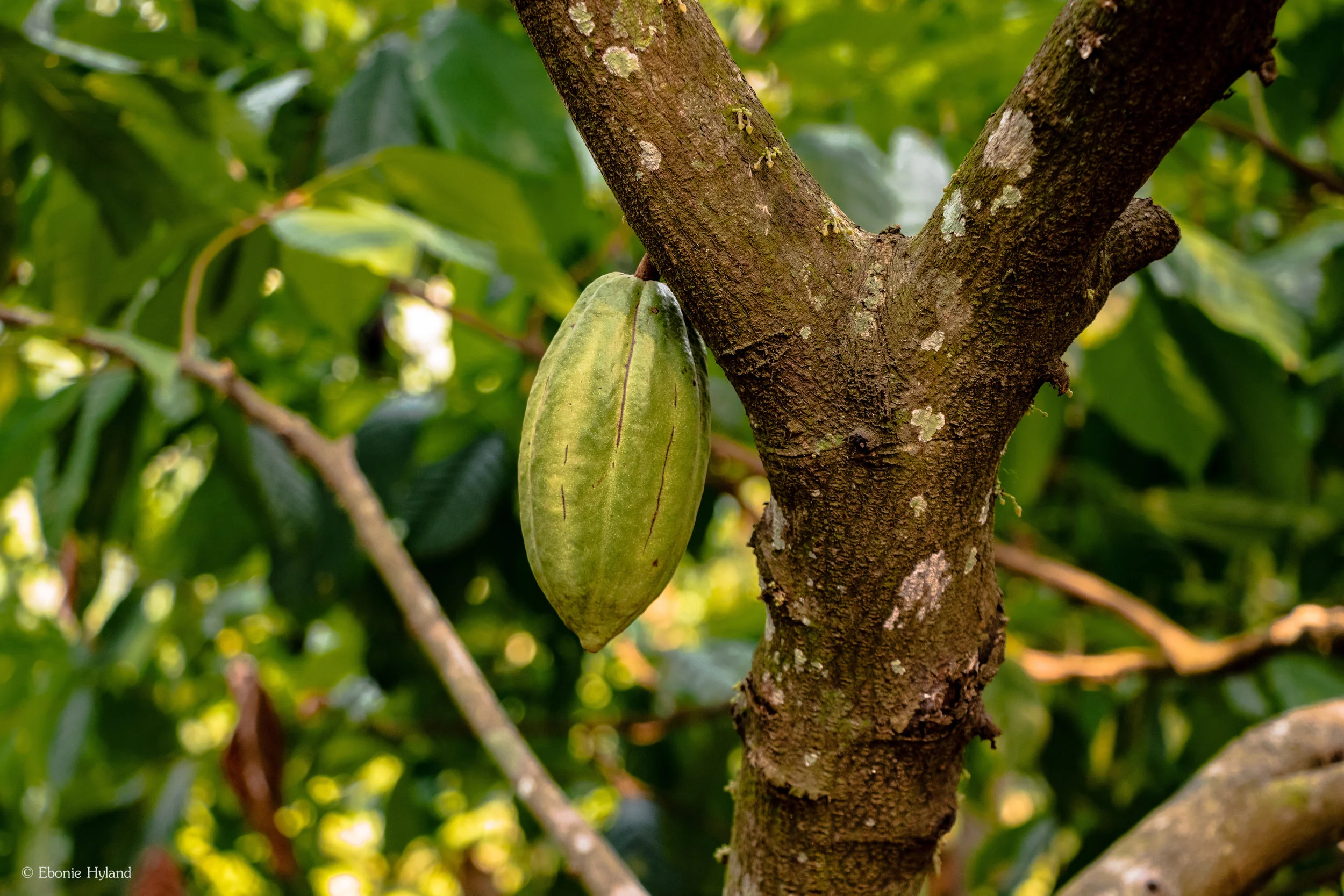 Semuc Champey, Guatemala