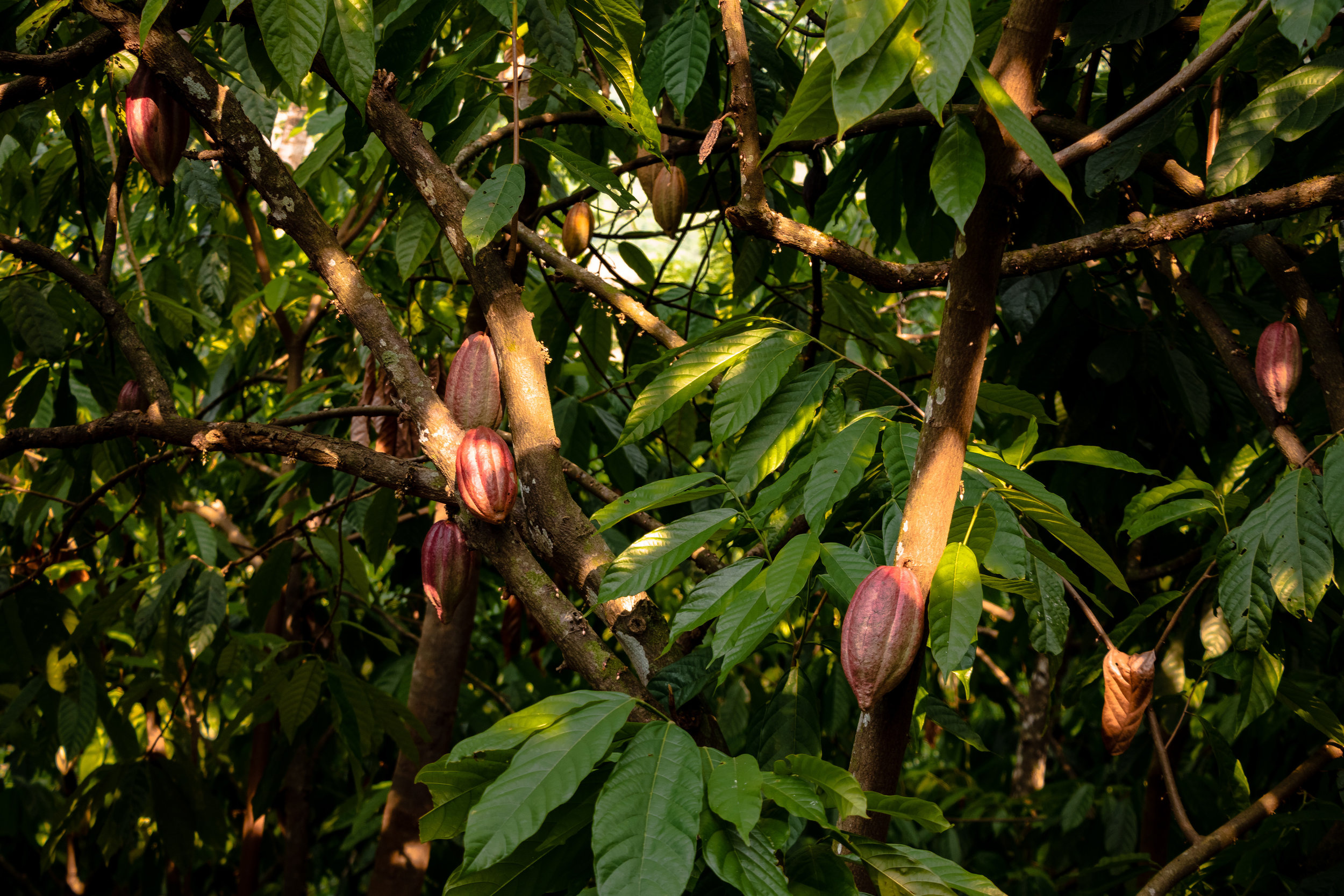 Semuc Champey, Guatemala