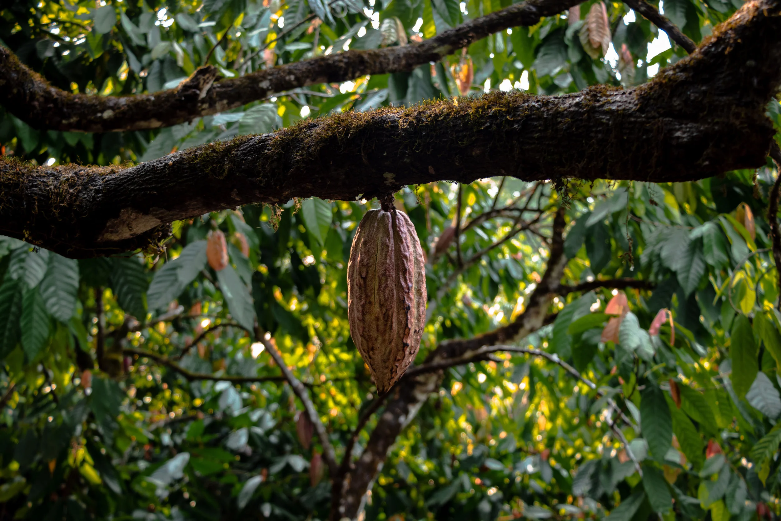 Semuc Champey, Guatemala
