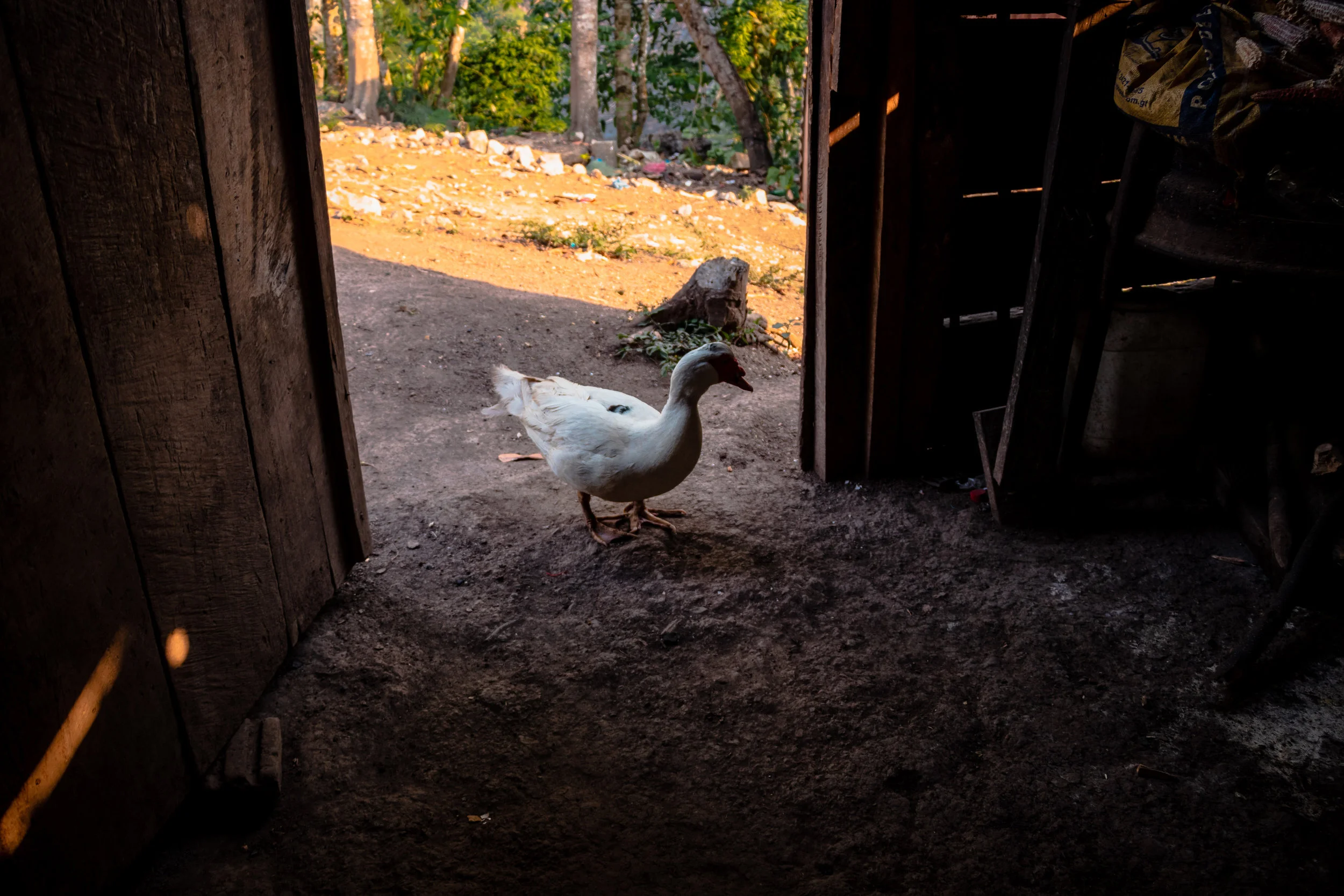 Semuc Champey, Guatemala