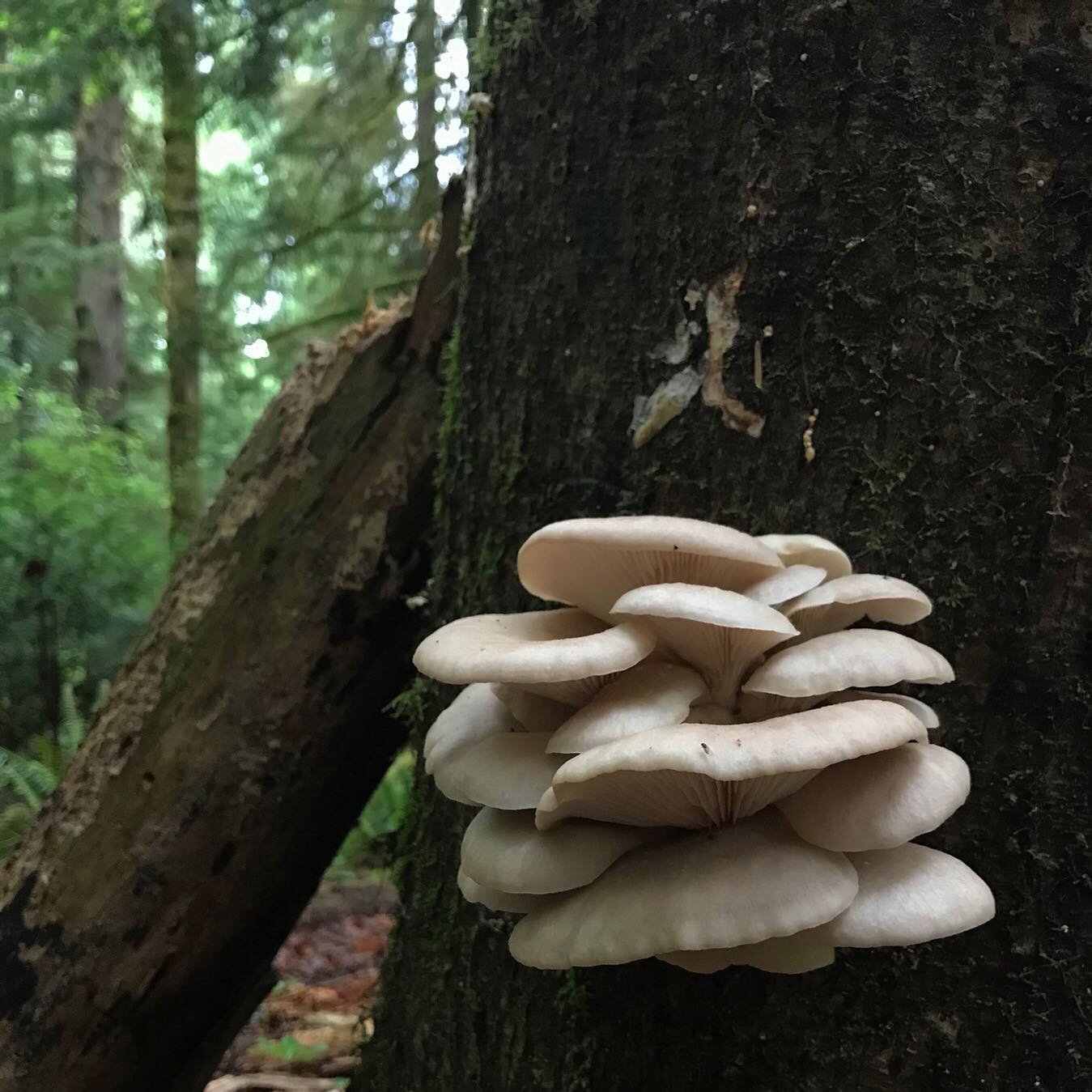 Mushrooms, trackers of the passage of time. Mushrooms, reminders that time is not linear but cyclical. In gratitude.⁠
⁠
You can learn about mushrooms and appreciate them without foraging them. Conversely, you can forage as a way to learn and apprecia