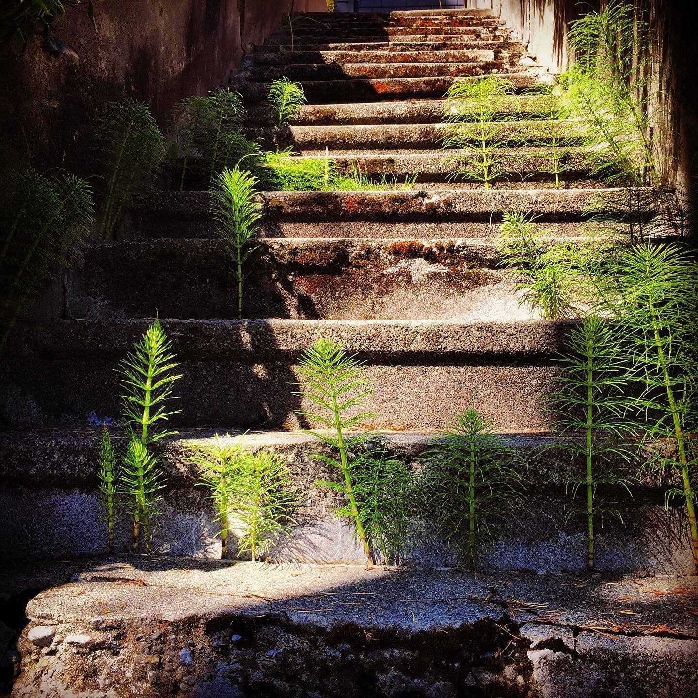 Horsetail medicine / the medicine of resilience

One of my friends who used to do landscaping work and he said people were always trying to eradicate horsetail (Equisetum spp) from the land they were trying to make look a certain way. Horsetail doesn