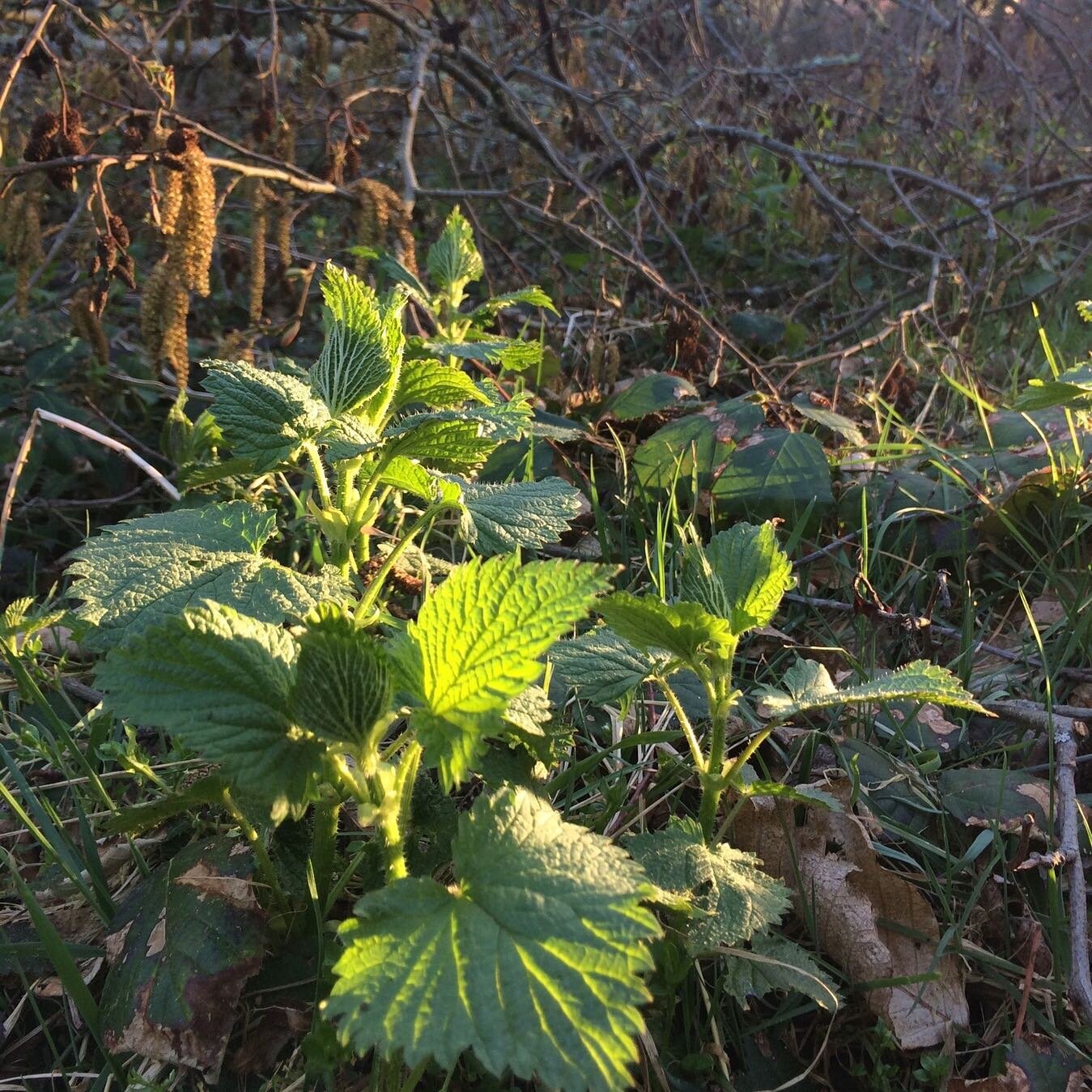 Nettle medicine / nurturance medicine⁠
⁠
Nettle is my friend. I love them, respect them, tend to them, listen to them. Nettle teaches us about boundaries, about springing into action but only after a nice long rest, about life force. ⁠
⁠
Nettle (urti