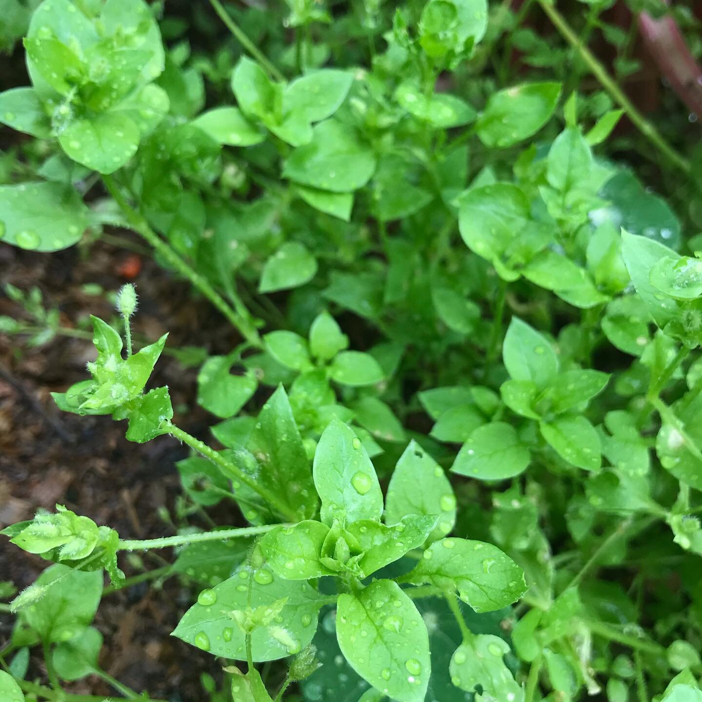 Chickweed grows in disturbed places - I always find them in gardens, in the more feral corners. 

This ally is really rich in minerals and is considered cooling and moistening. I use chickweed when my body is asking for more nutrients, or when I or s