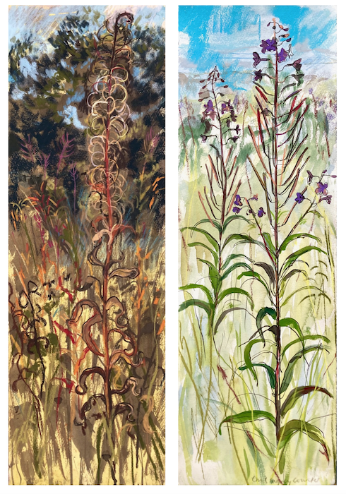 Left:'Fireweed and Autumn' Right: 'Willowherb and cool autumn morning'