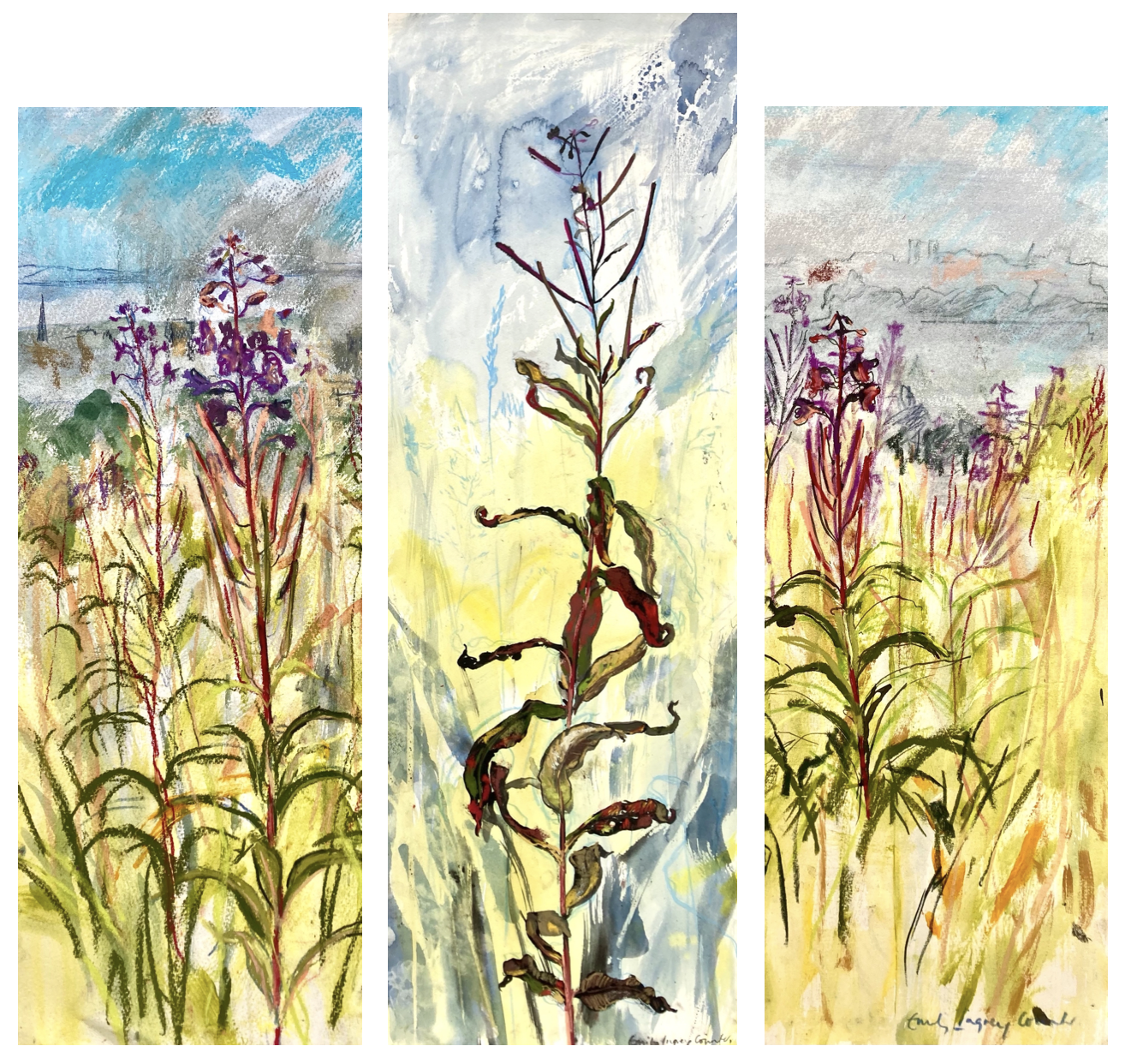 Left :Warm sunshine and receding mist with rosebay and willowherb    Middle: Fireweed     Right: Rosebay Willow herb and Misty Coastline 