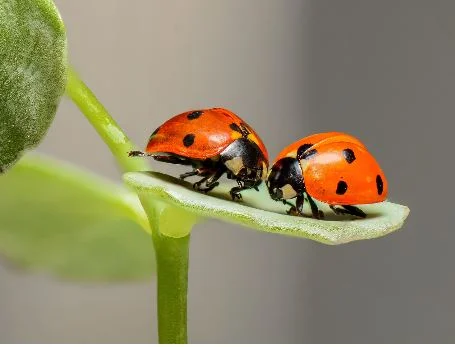 GLP-Talk mit Meret Schneider