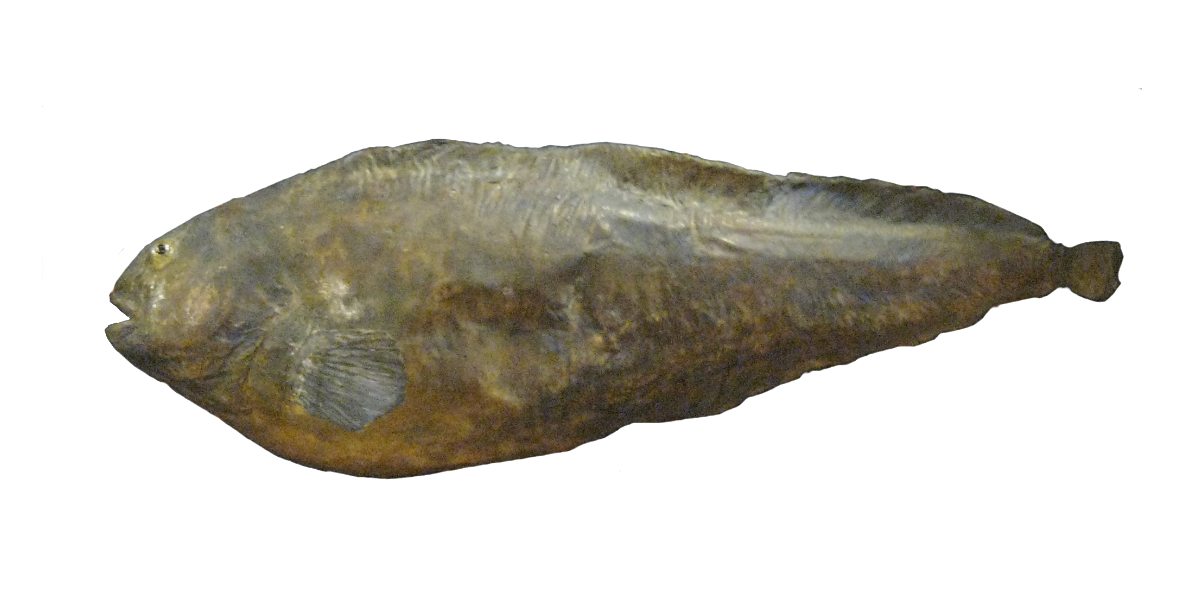 Blágómur
