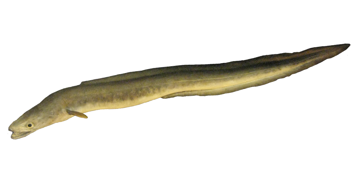 Havállur