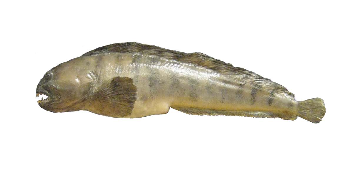 Steinbítur