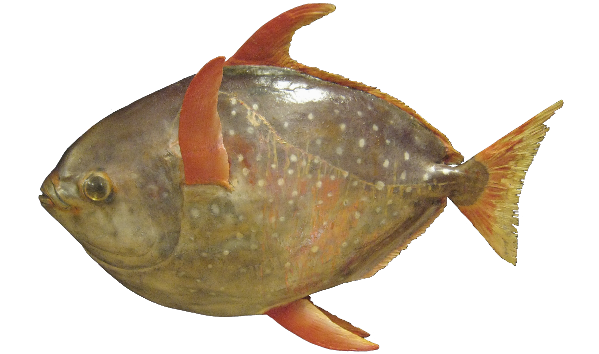 Laksastyrja