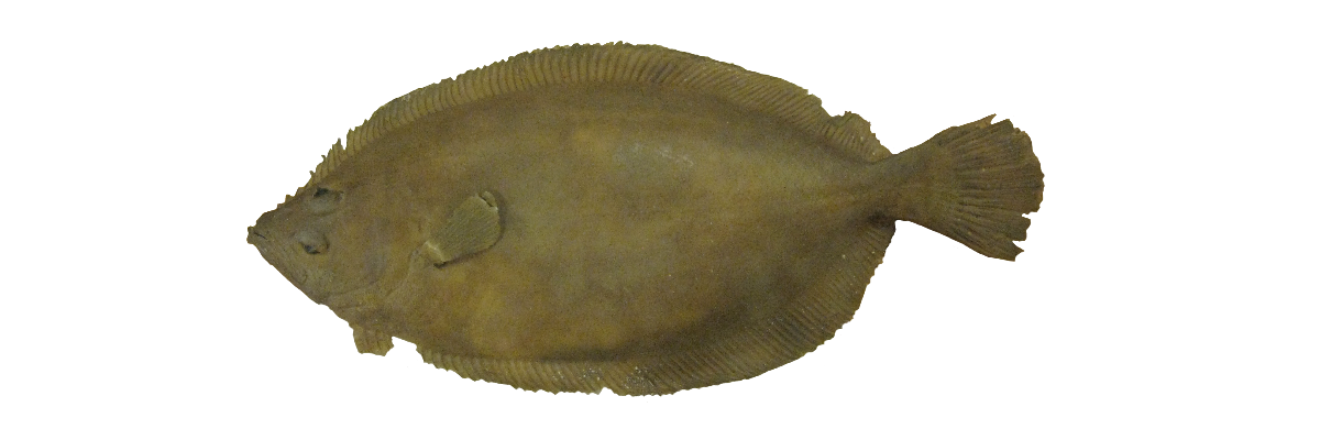 Glaskvoysa