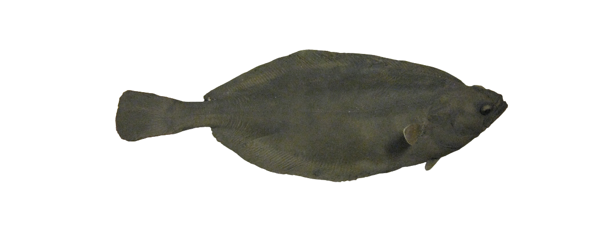 Svartkalvi