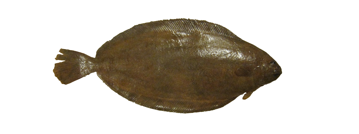 Tunga