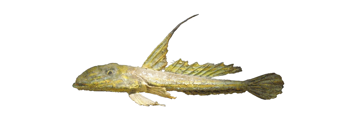 Floyfiskur