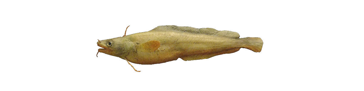 Reyða hornabrosma