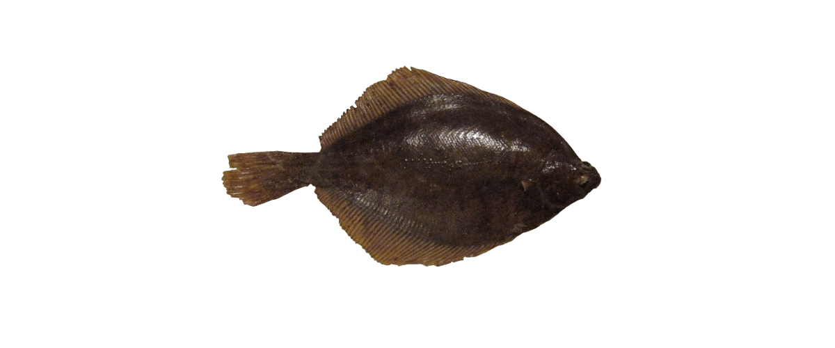 Skrubba