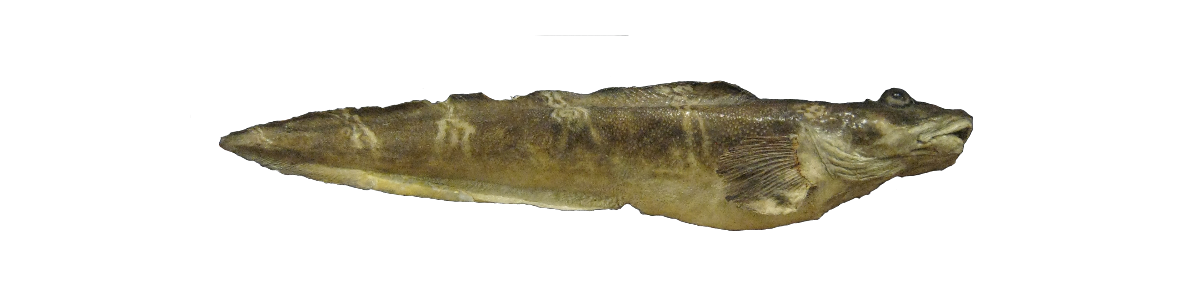 Úlvfiskur