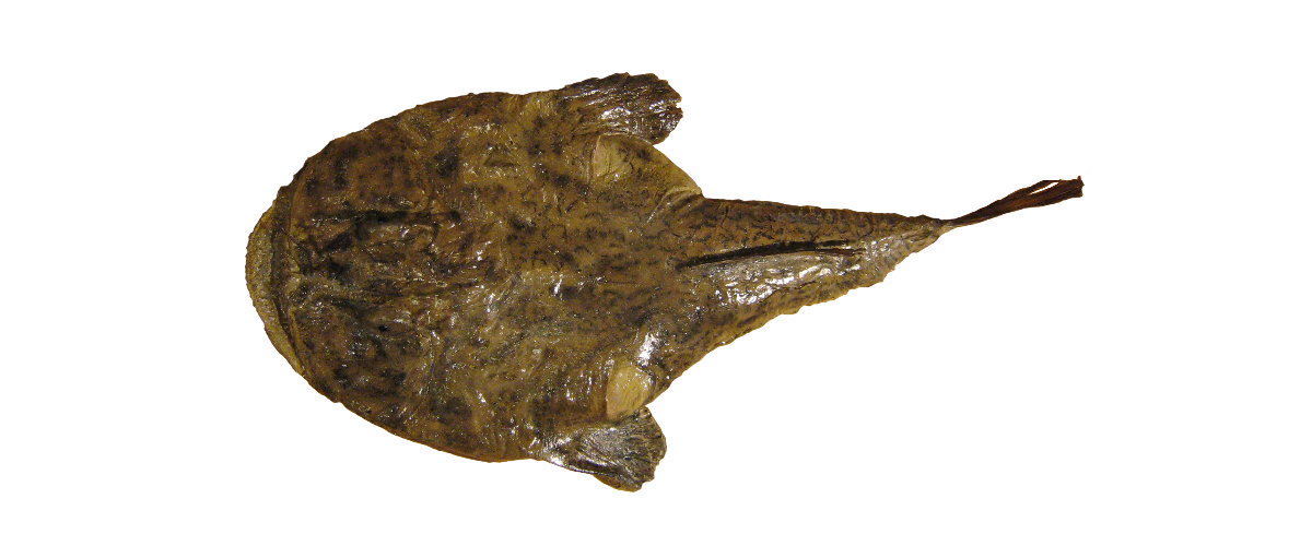 Havtaska