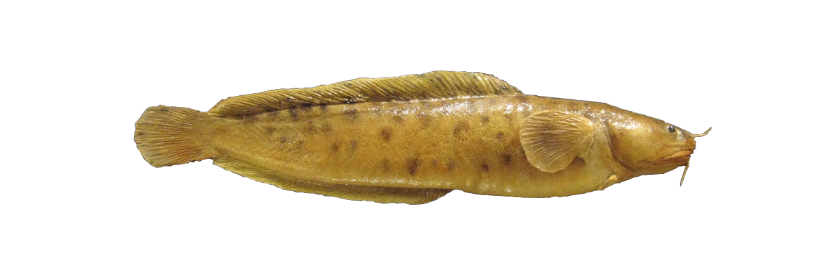 Tríhyrnta hornabrosma