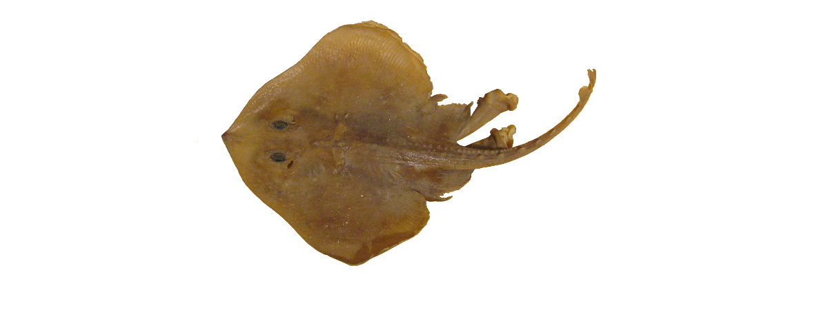 Tindaskøta
