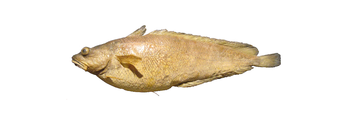 Lítlabrosma
