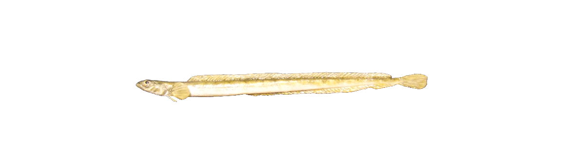 Longubróðir
