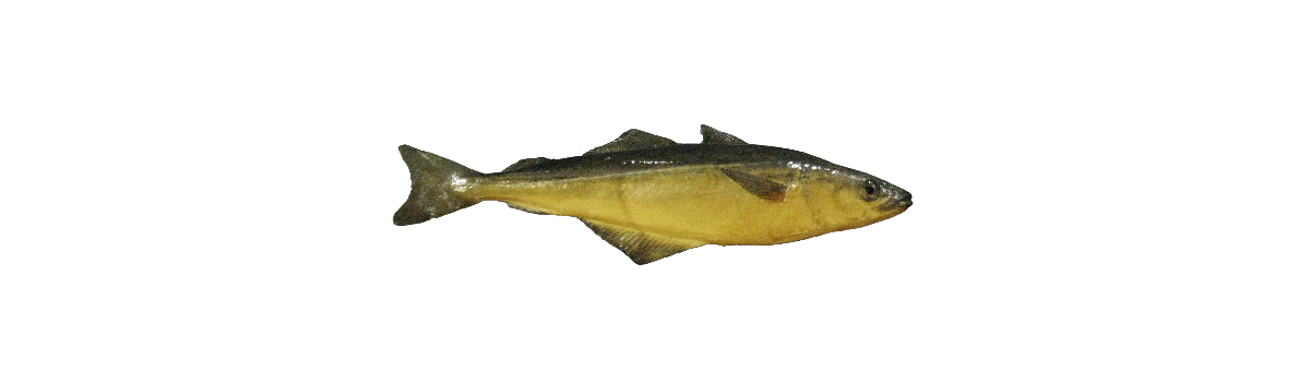 Seiður