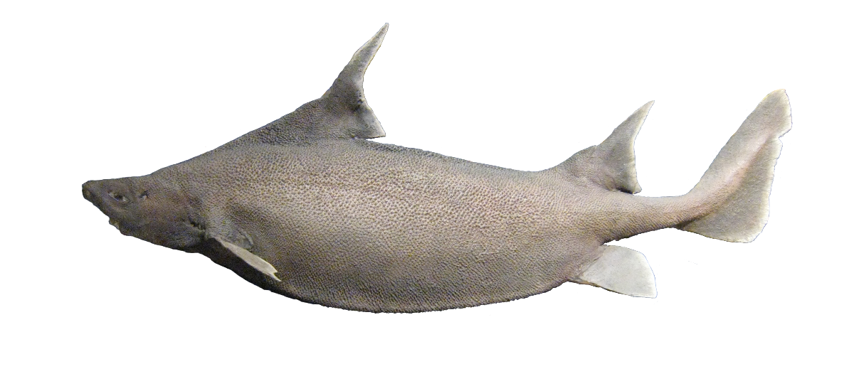 Hornhávur