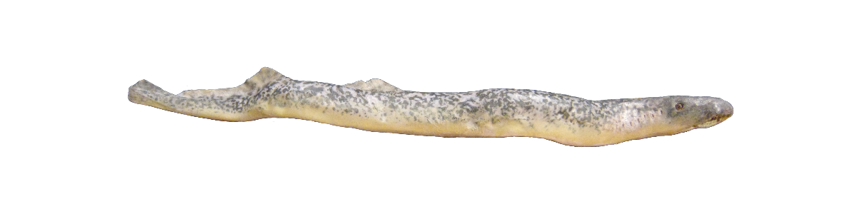 Súgari